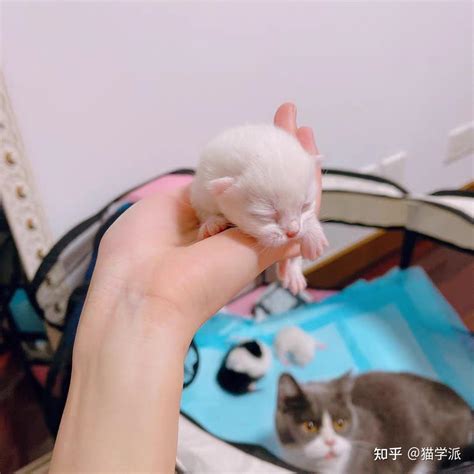 猫在家生孩子|猫生小猫，接生全攻略！让你的猫咪安全度过哺乳期